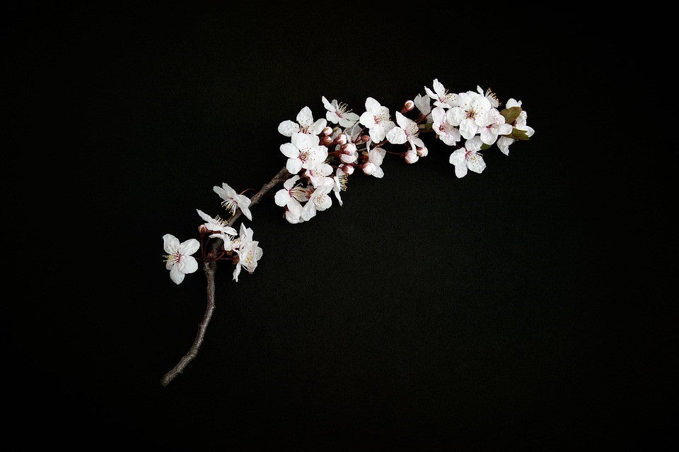 Photo de fleurs de cerisier