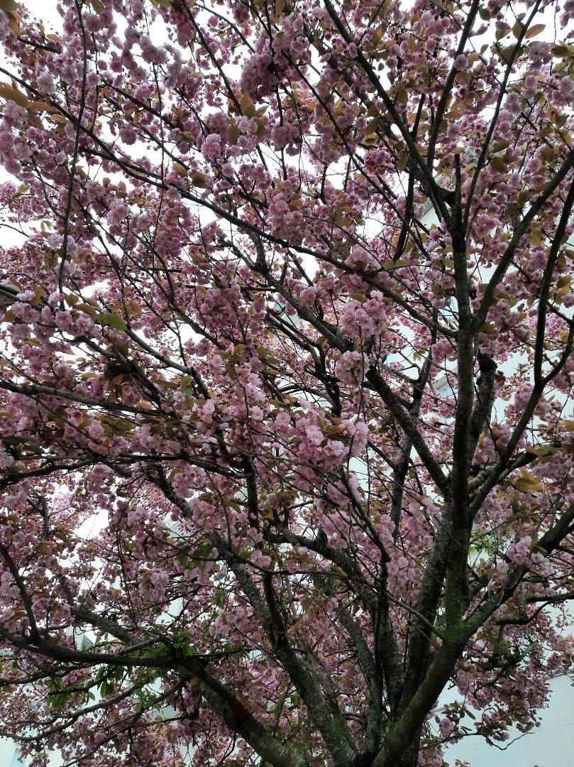 Fleurs de cerisier