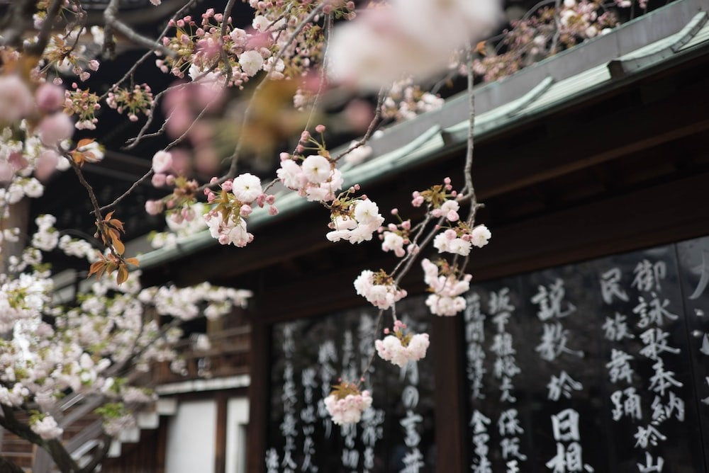 Fleurs de cerisier à Osaka