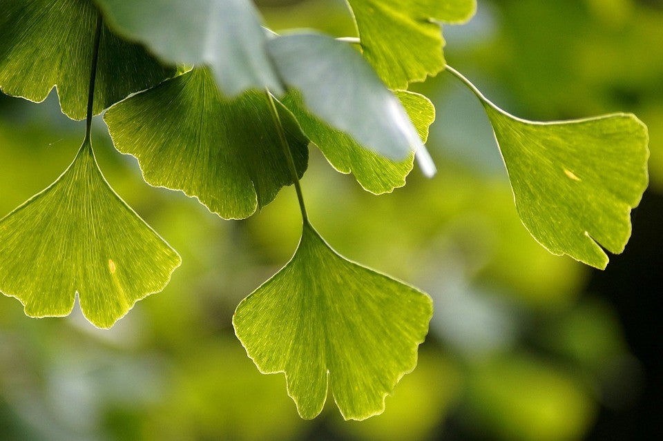 Photo de Ginkgo