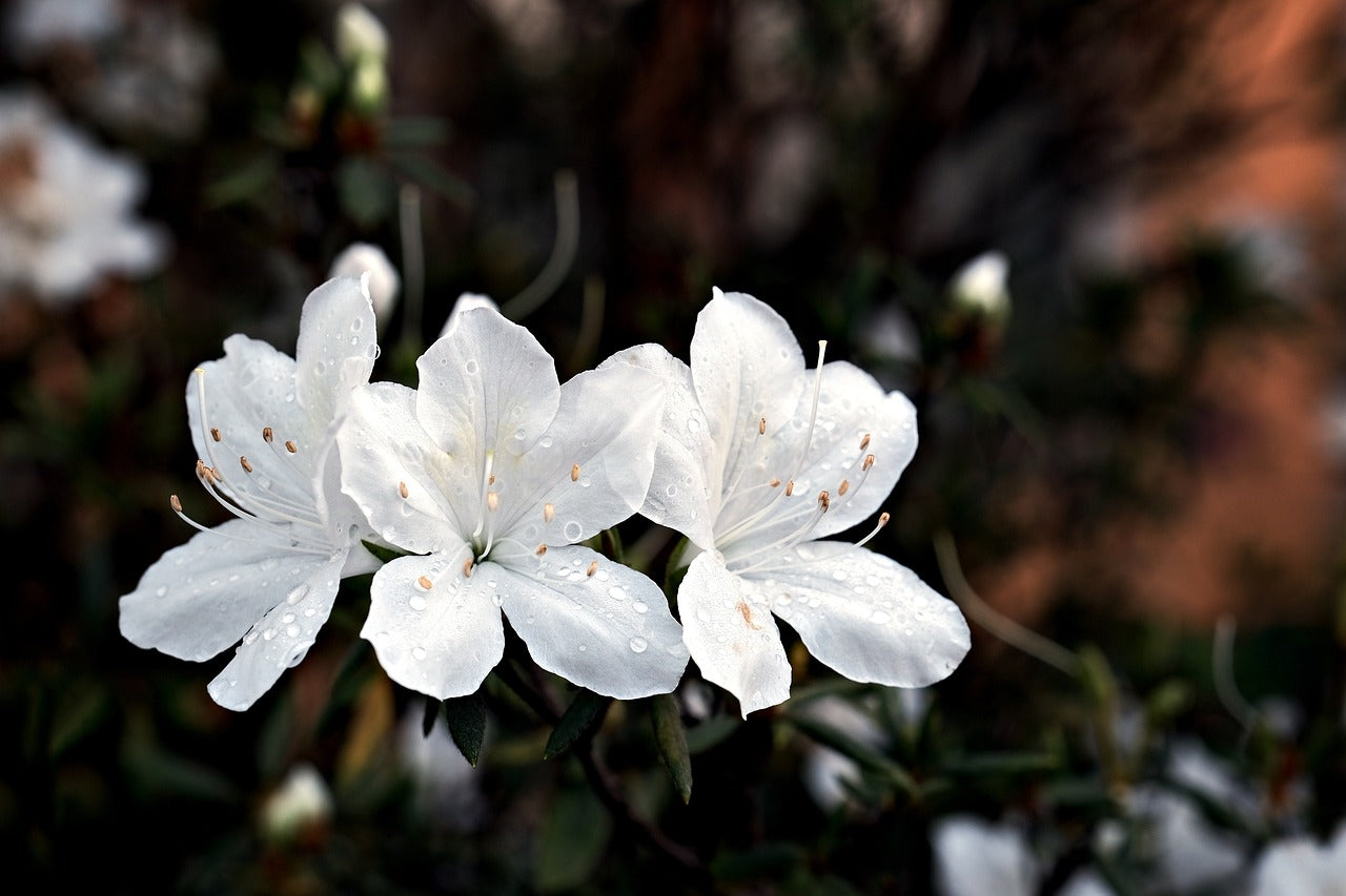 Gryffindor bracelet with its charm