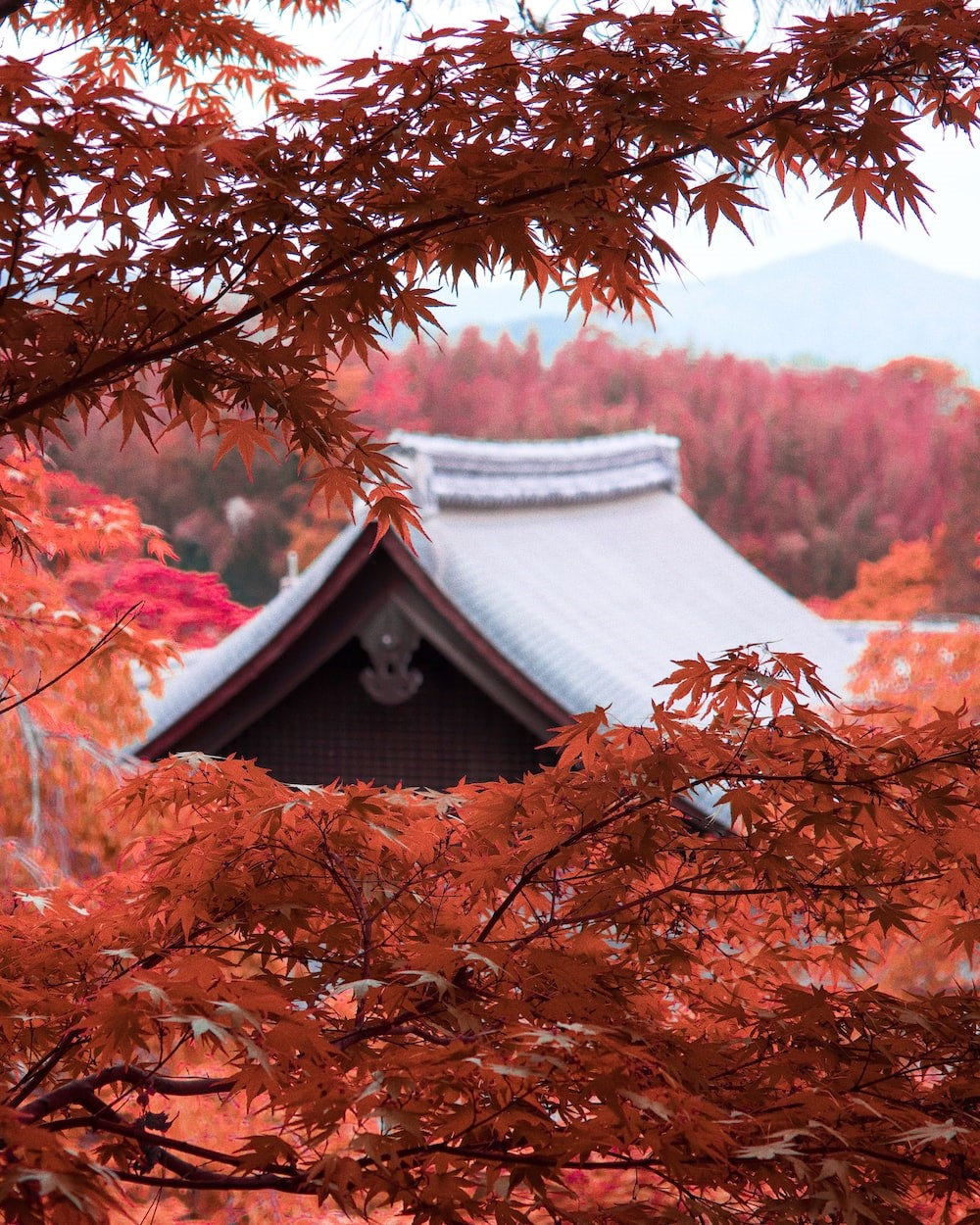 Momiji Koyo