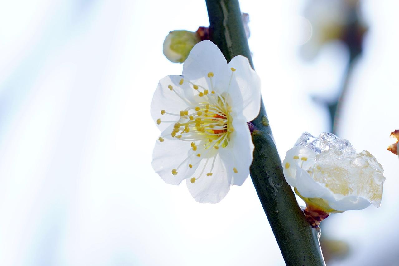 Gryffindor bracelet with its charm