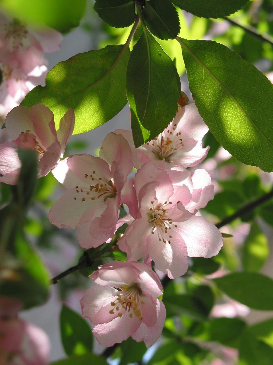 Bracelet fleurs de cerisier (벚꽃) en jade et quartz rose