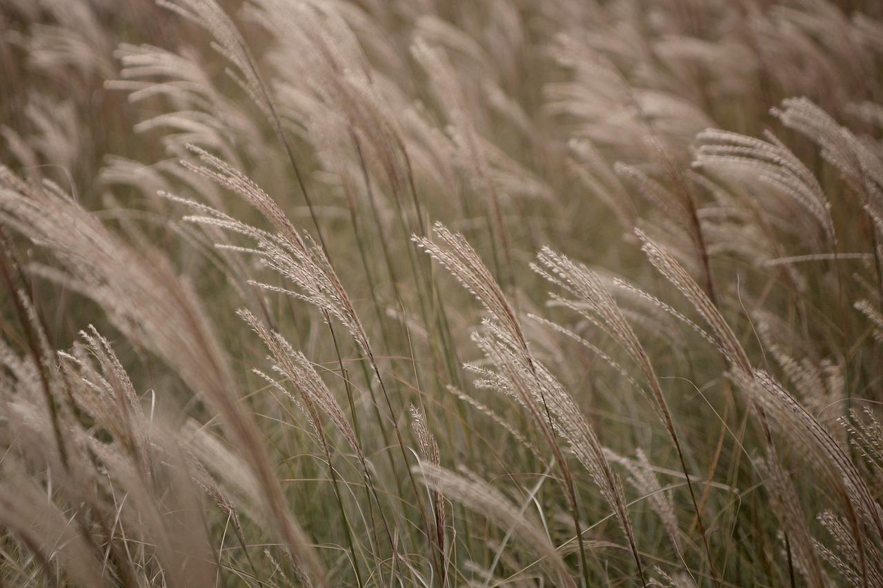 Gryffindor bracelet with its charm